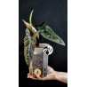 Alocasia Scalprum