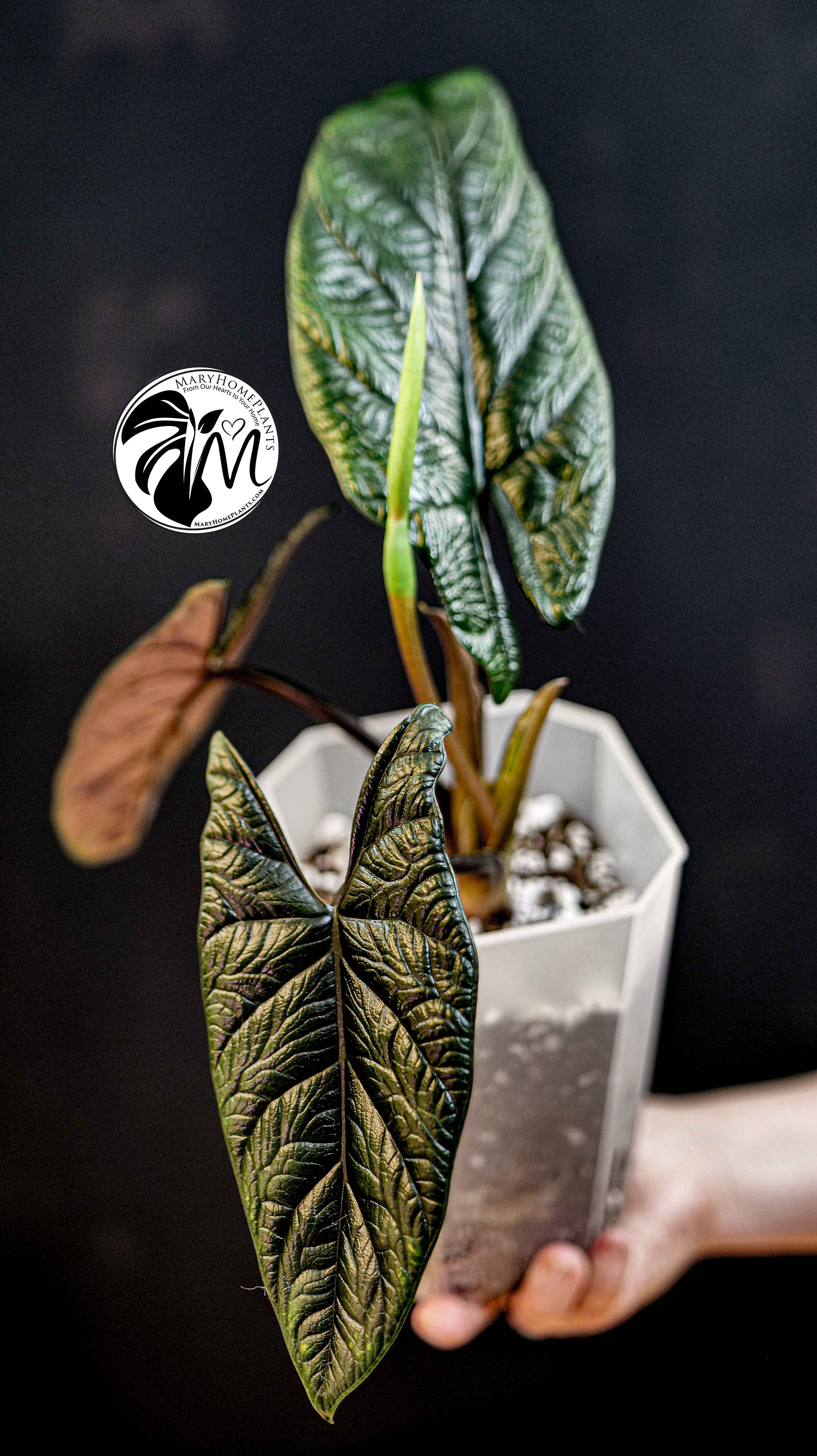 Alocasia Scalprum