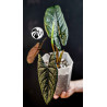 Alocasia Scalprum