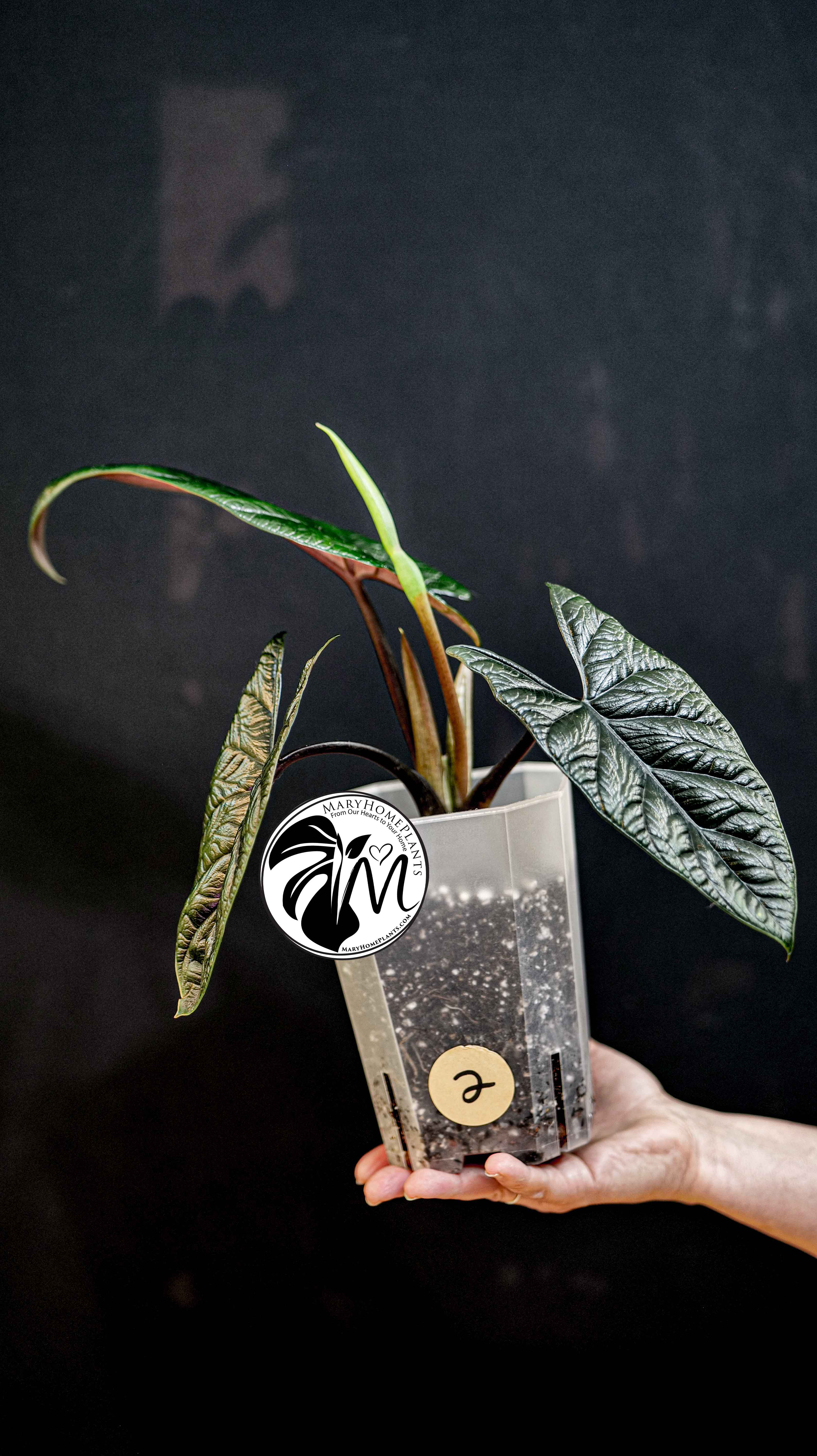 Alocasia Scalprum