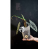 Alocasia Scalprum