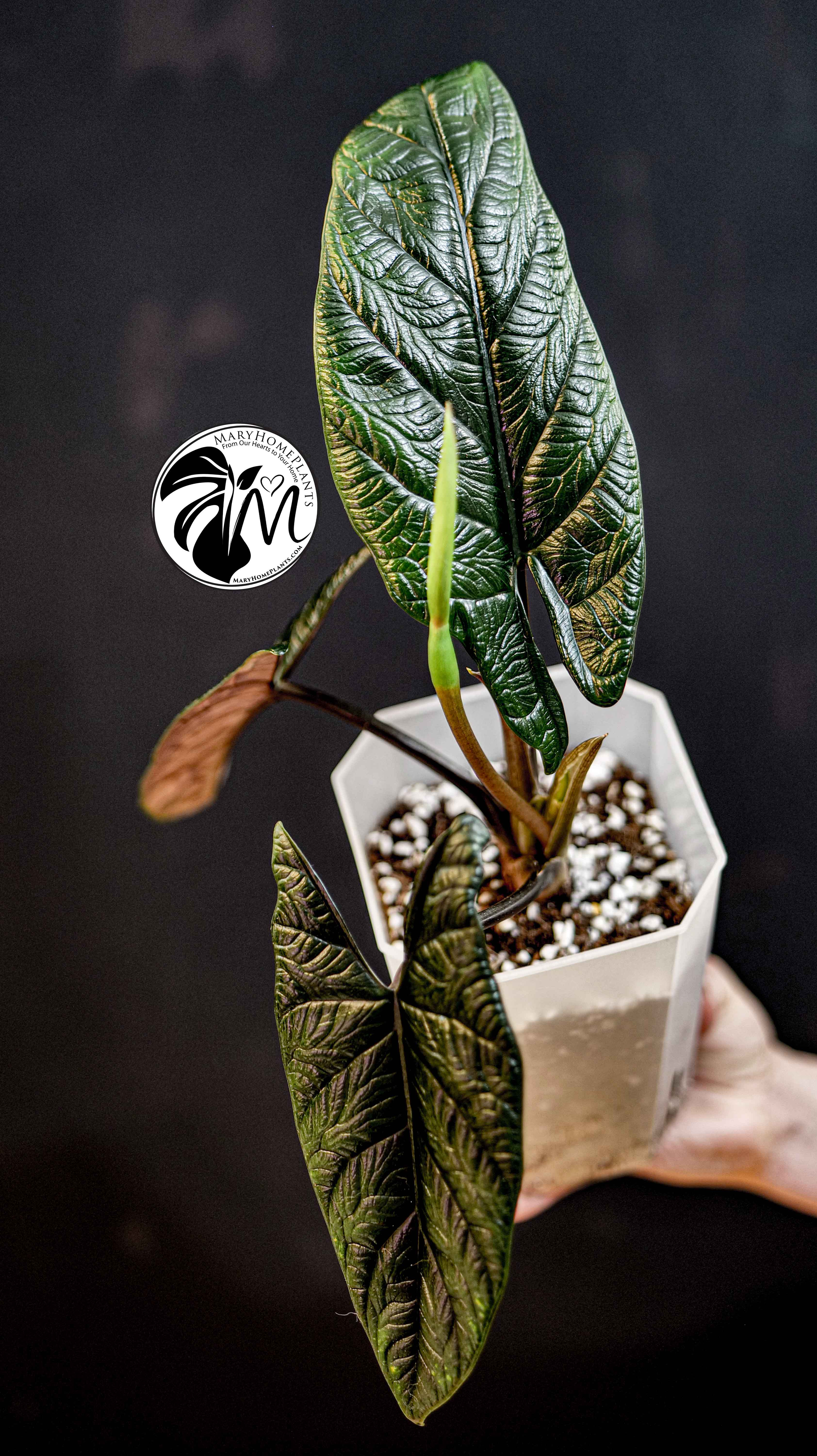 Alocasia Scalprum