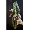 Alocasia Scalprum