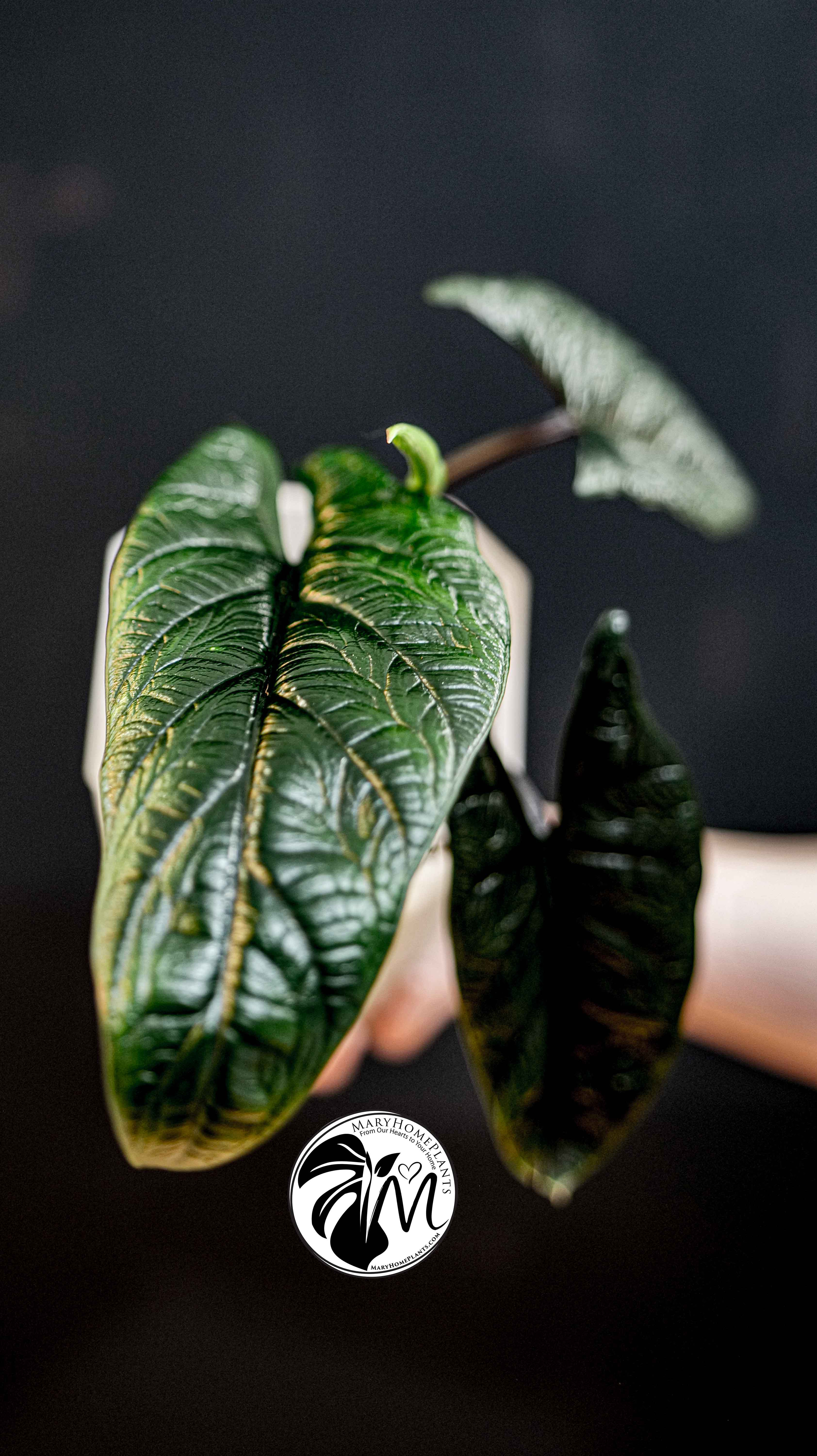 Alocasia Scalprum