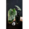 Alocasia Scalprum