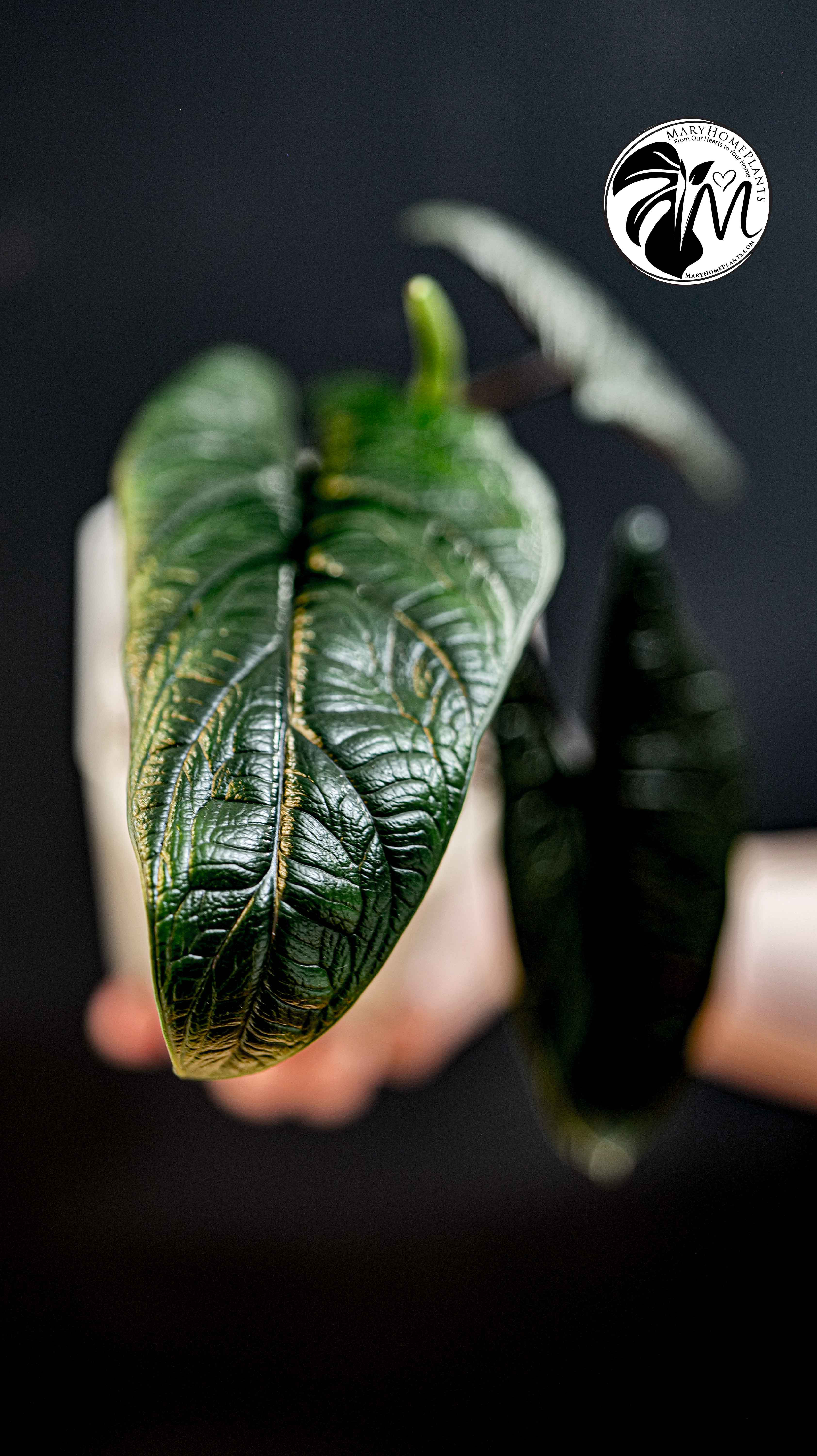 Alocasia Scalprum