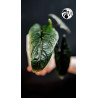 Alocasia Scalprum