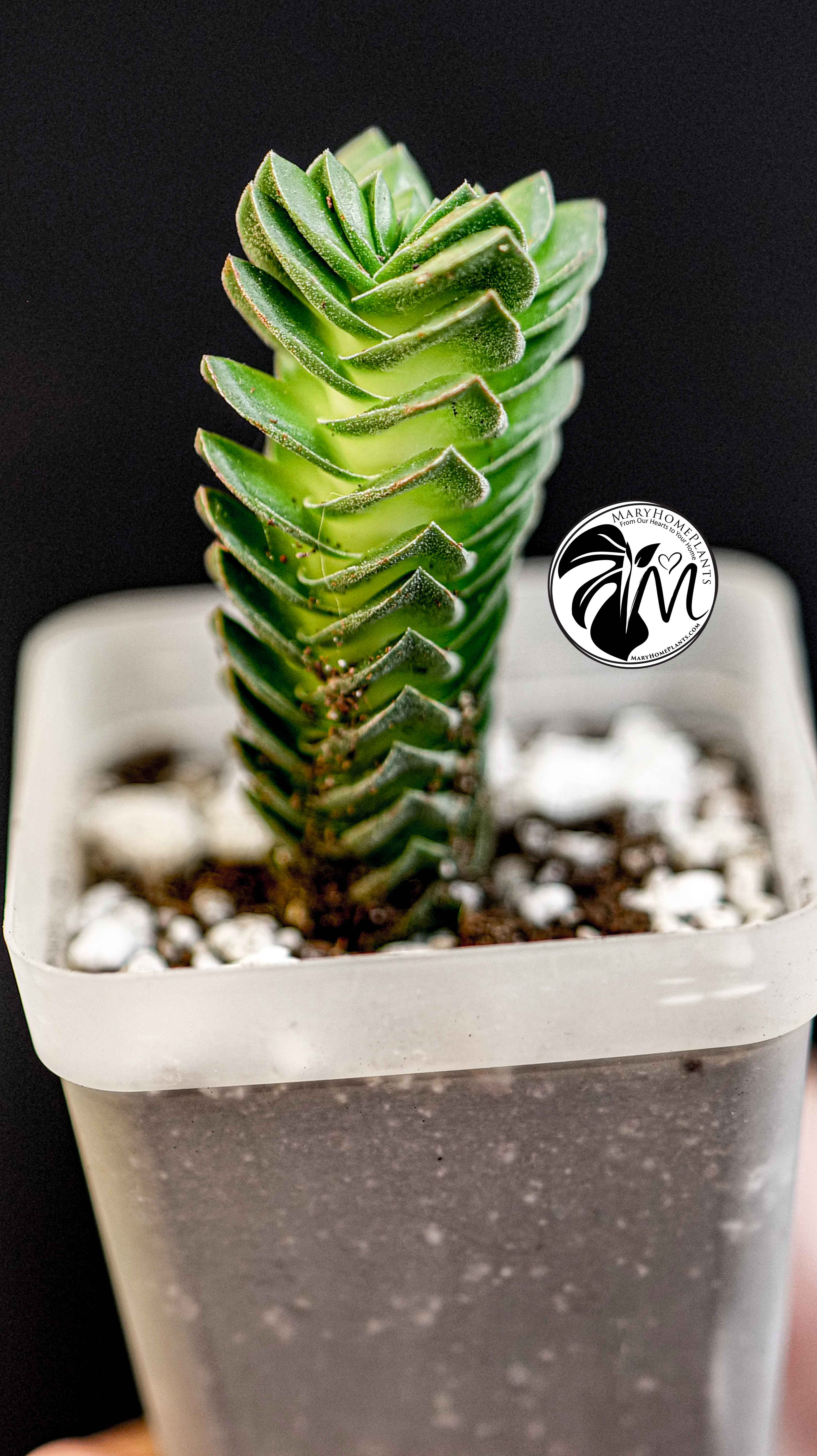 Crassula Buddhas Temple