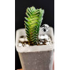 Crassula Buddhas Temple