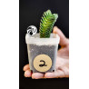 Crassula Buddhas Temple