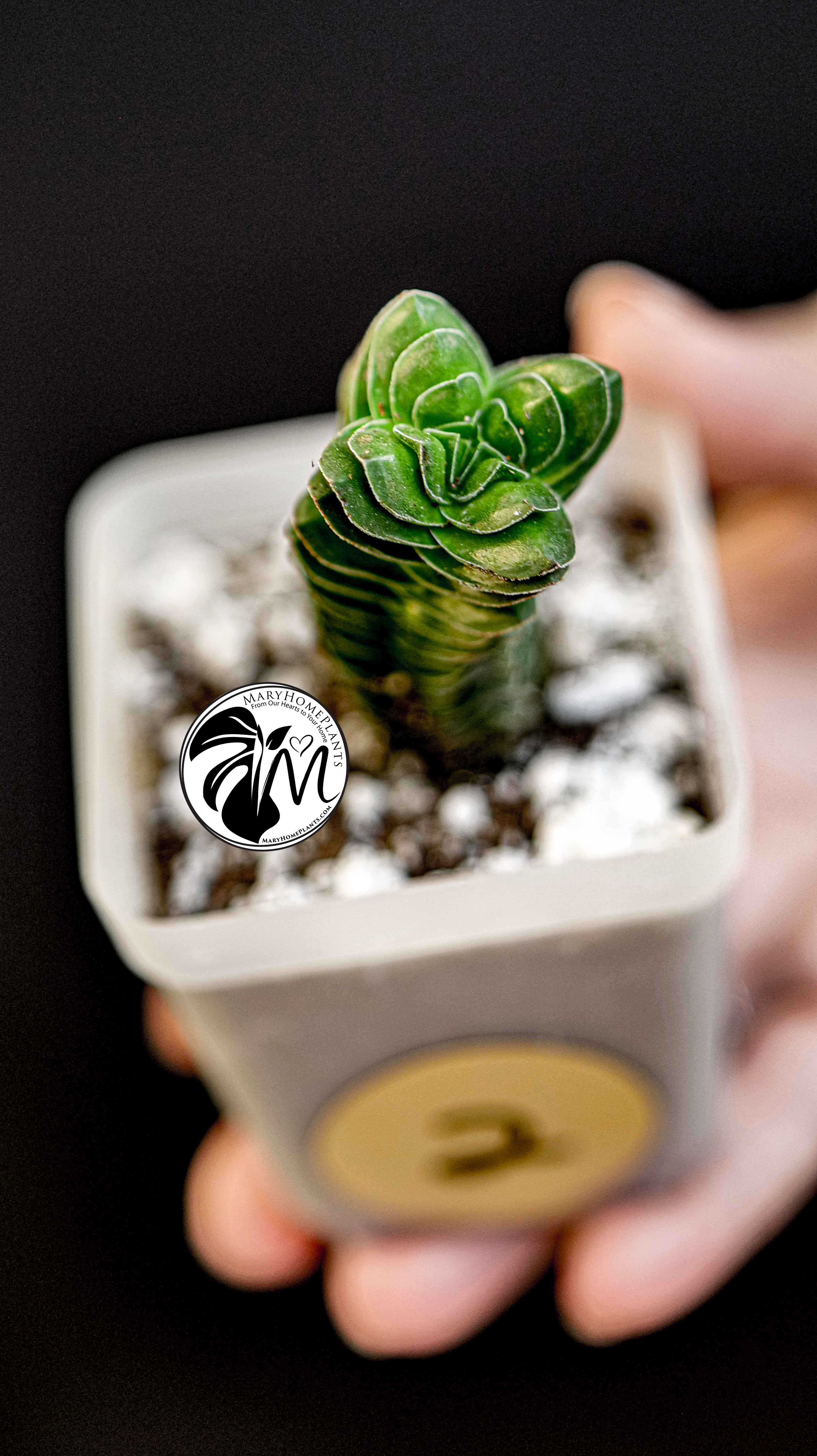 Crassula Buddhas Temple