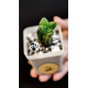 Crassula Buddhas Temple