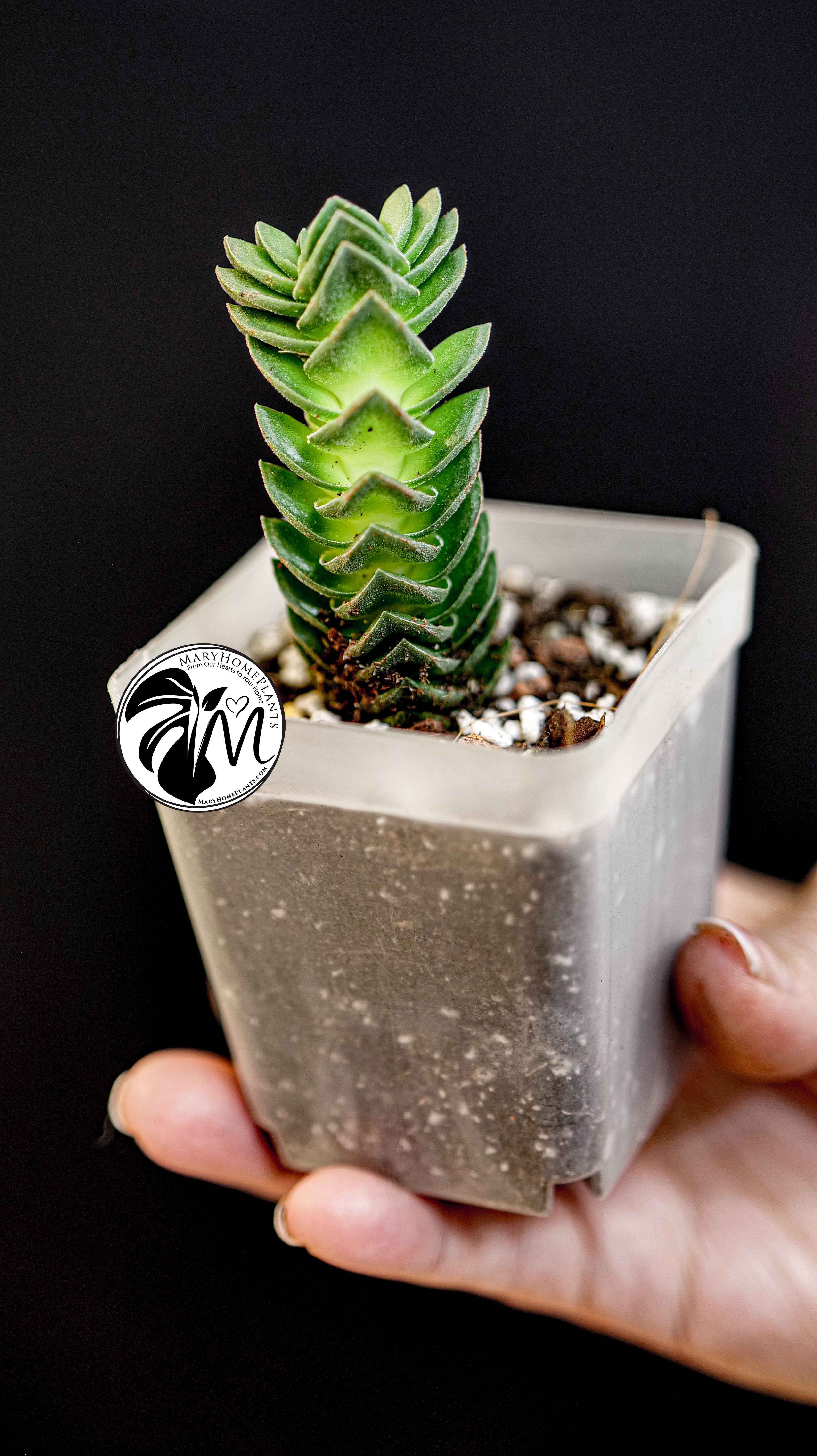 Crassula Buddhas Temple