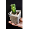 Crassula Buddhas Temple