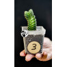 Crassula Buddhas Temple