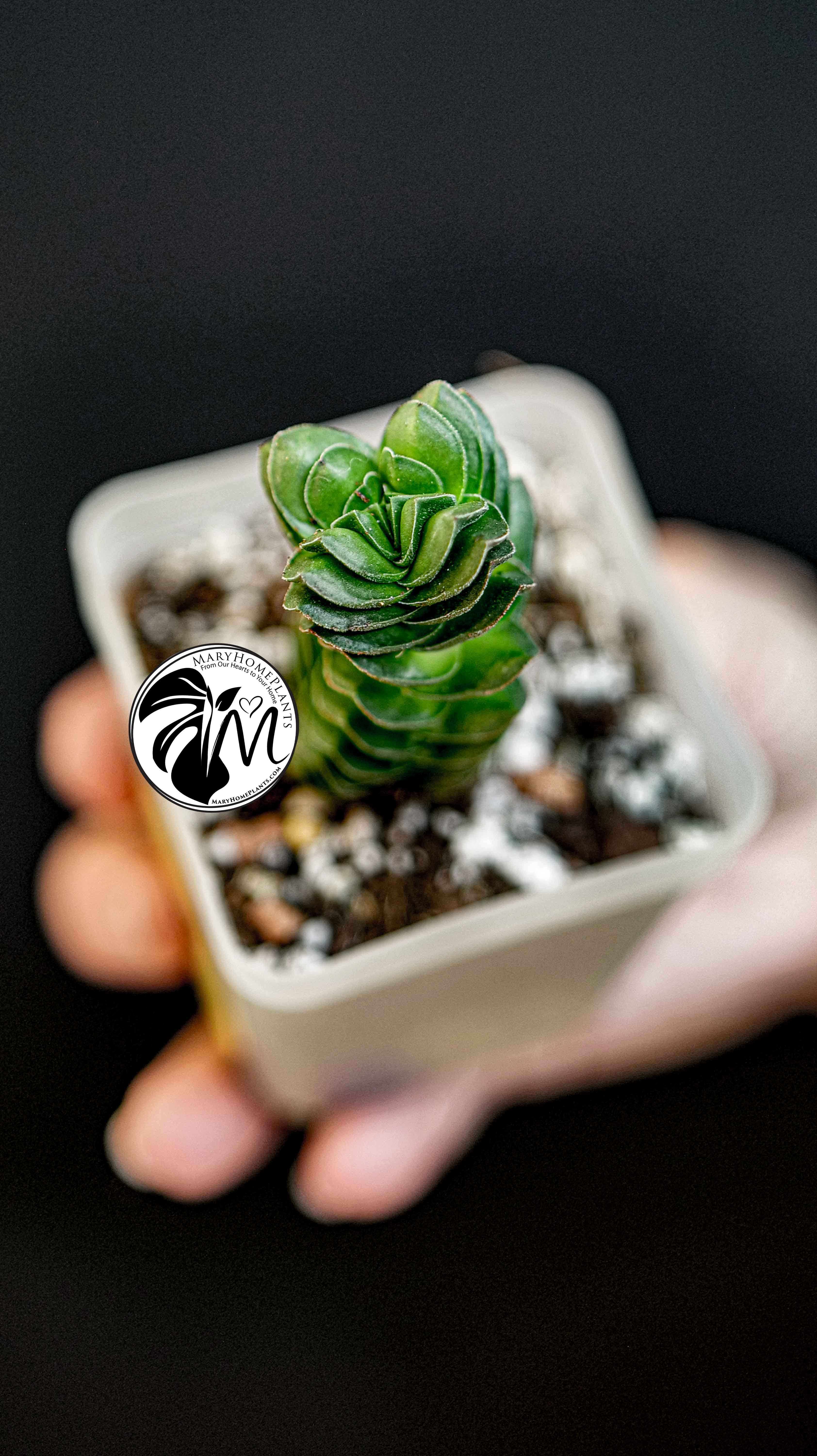 Crassula Buddhas Temple