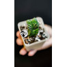 Crassula Buddhas Temple
