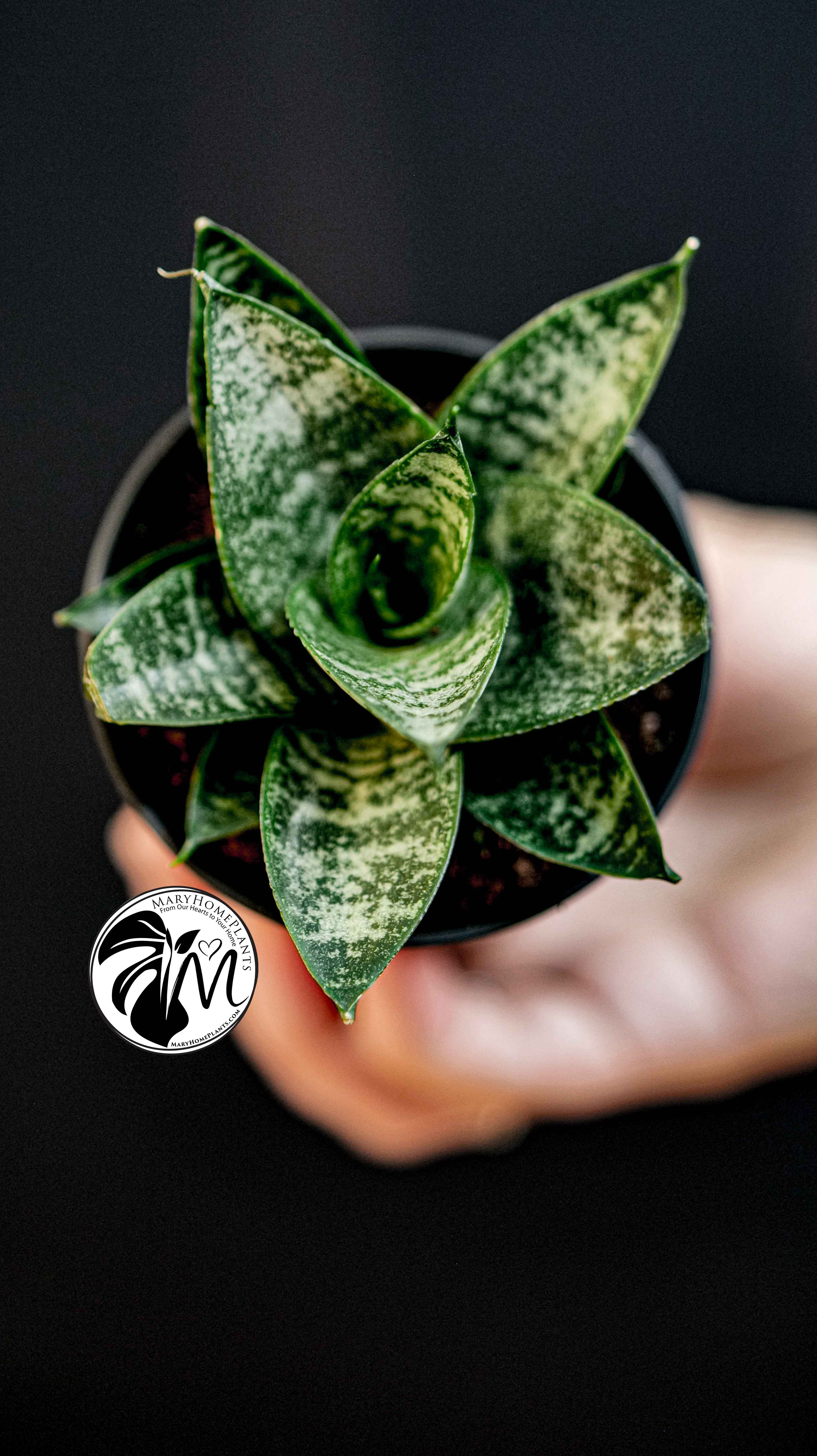 Sansevieria