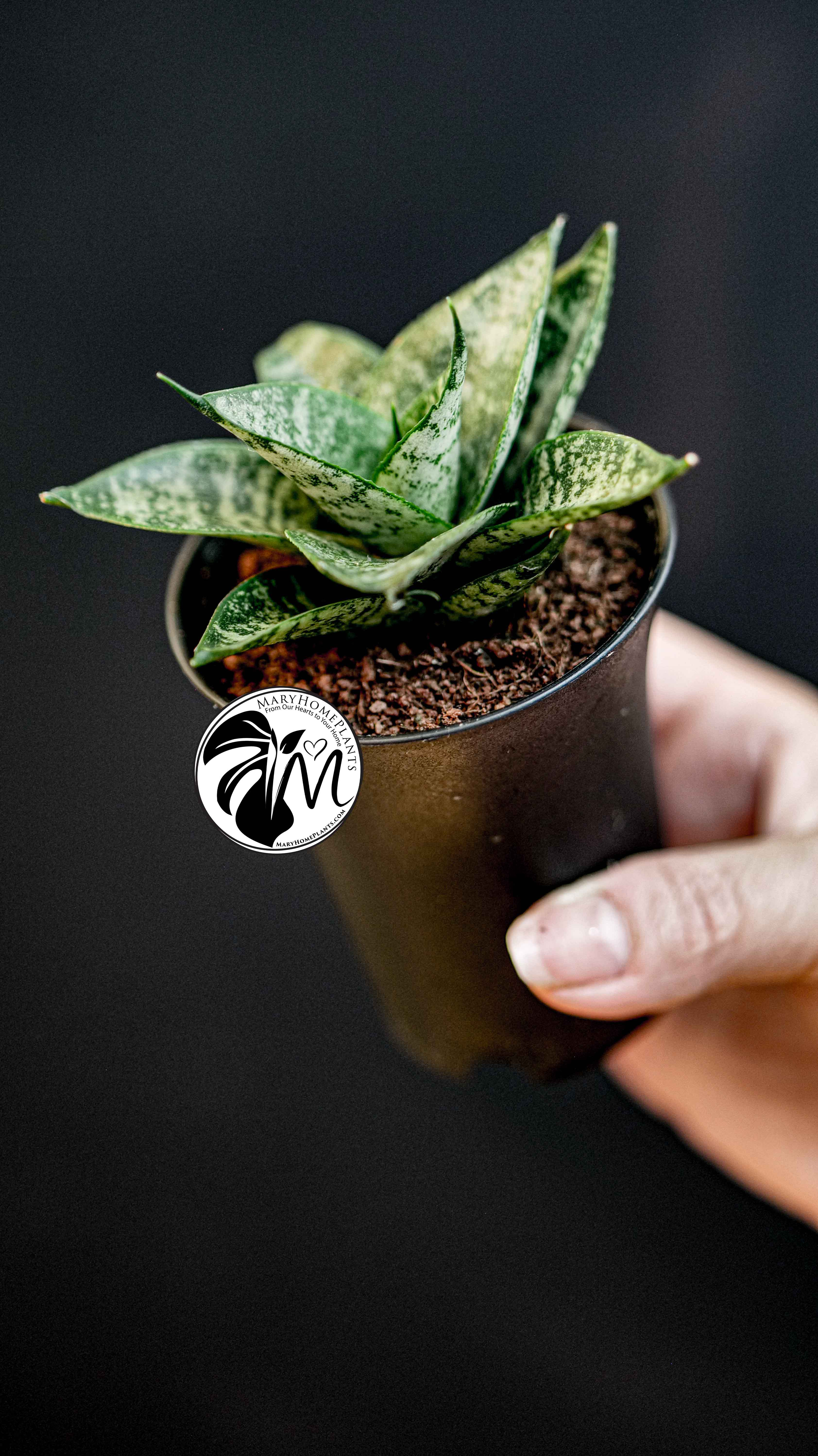 Sansevieria