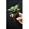 Sansevieria