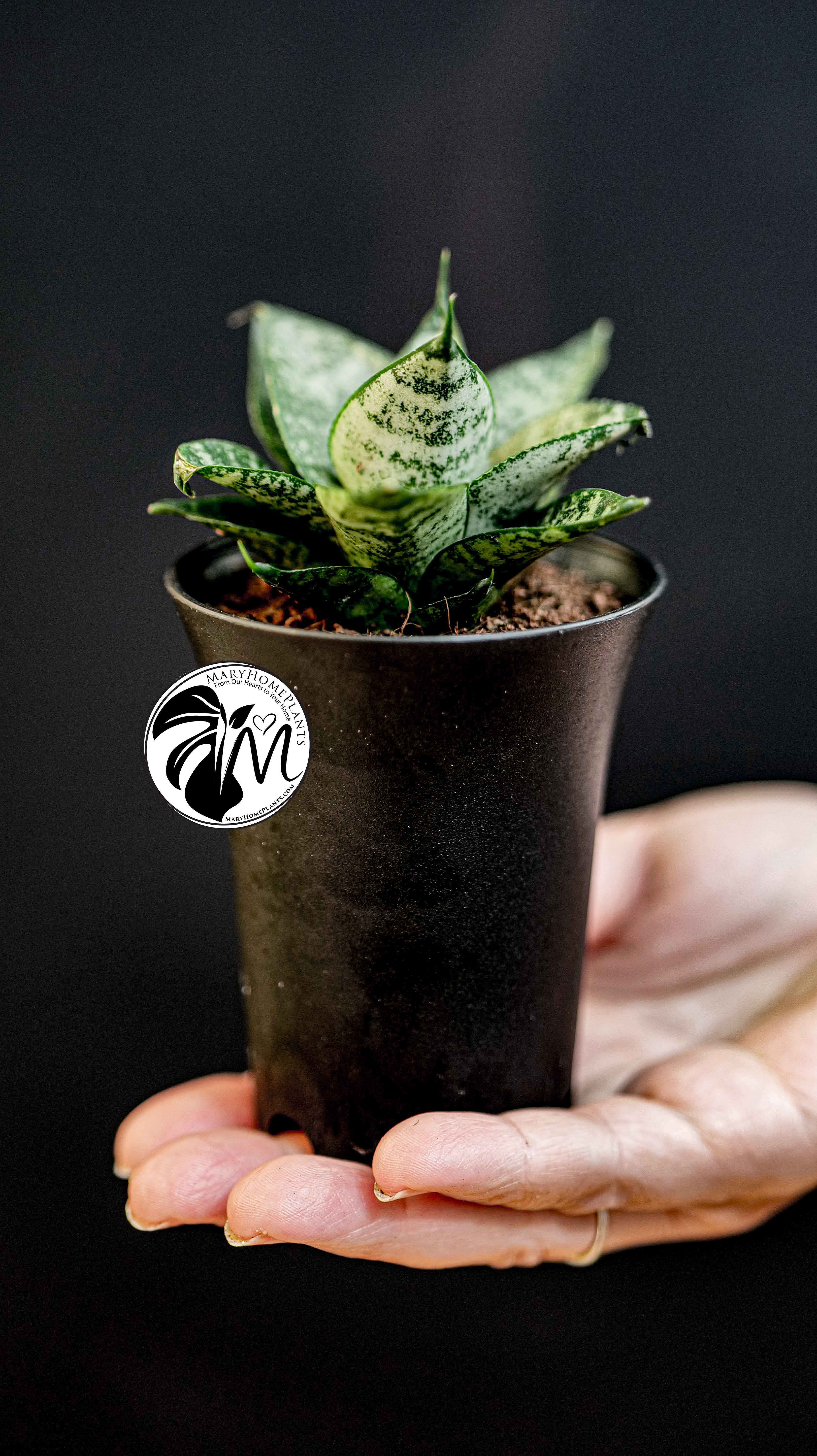 Sansevieria