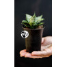 Sansevieria