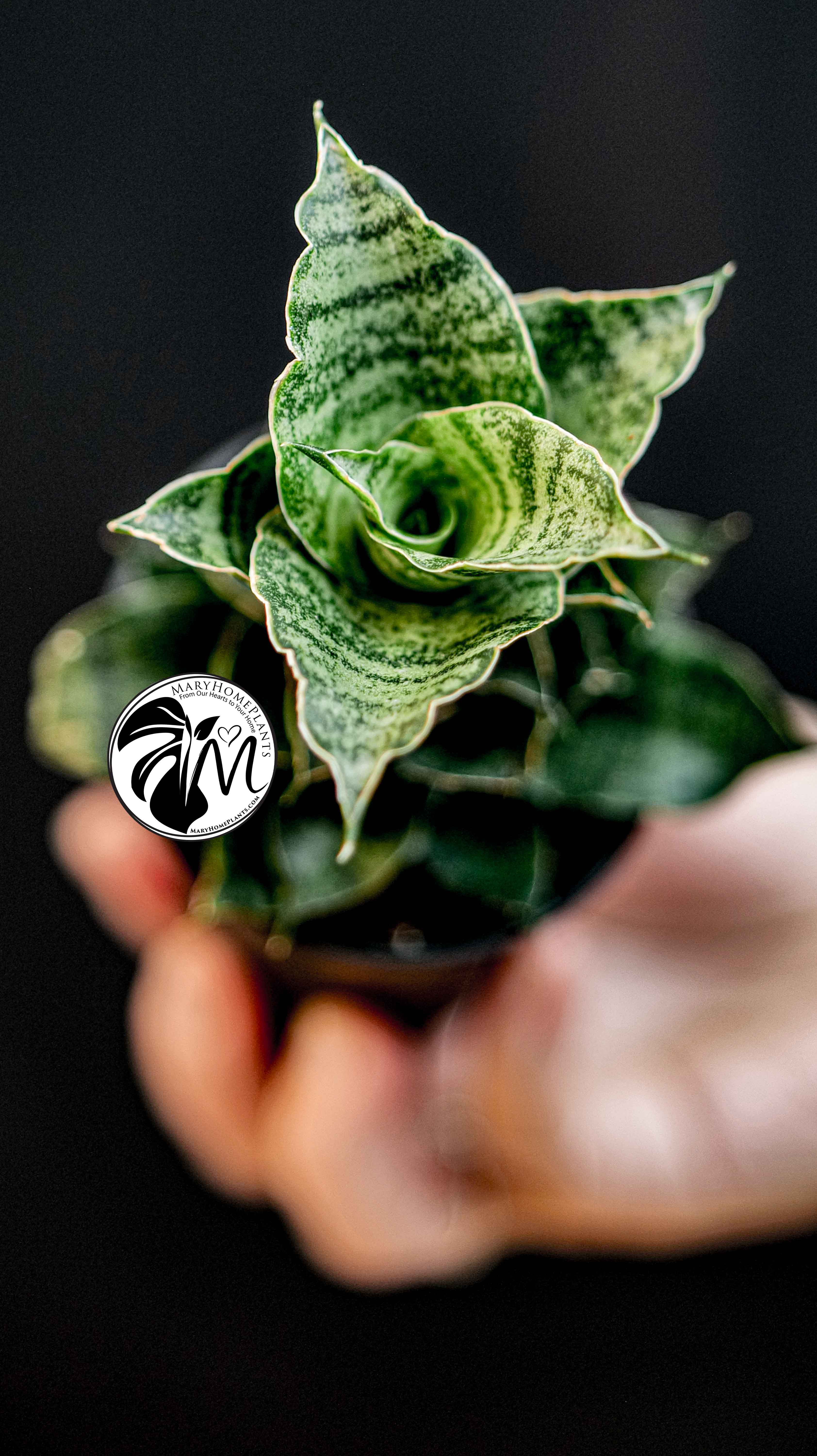 Sansevieria
