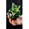 Sansevieria