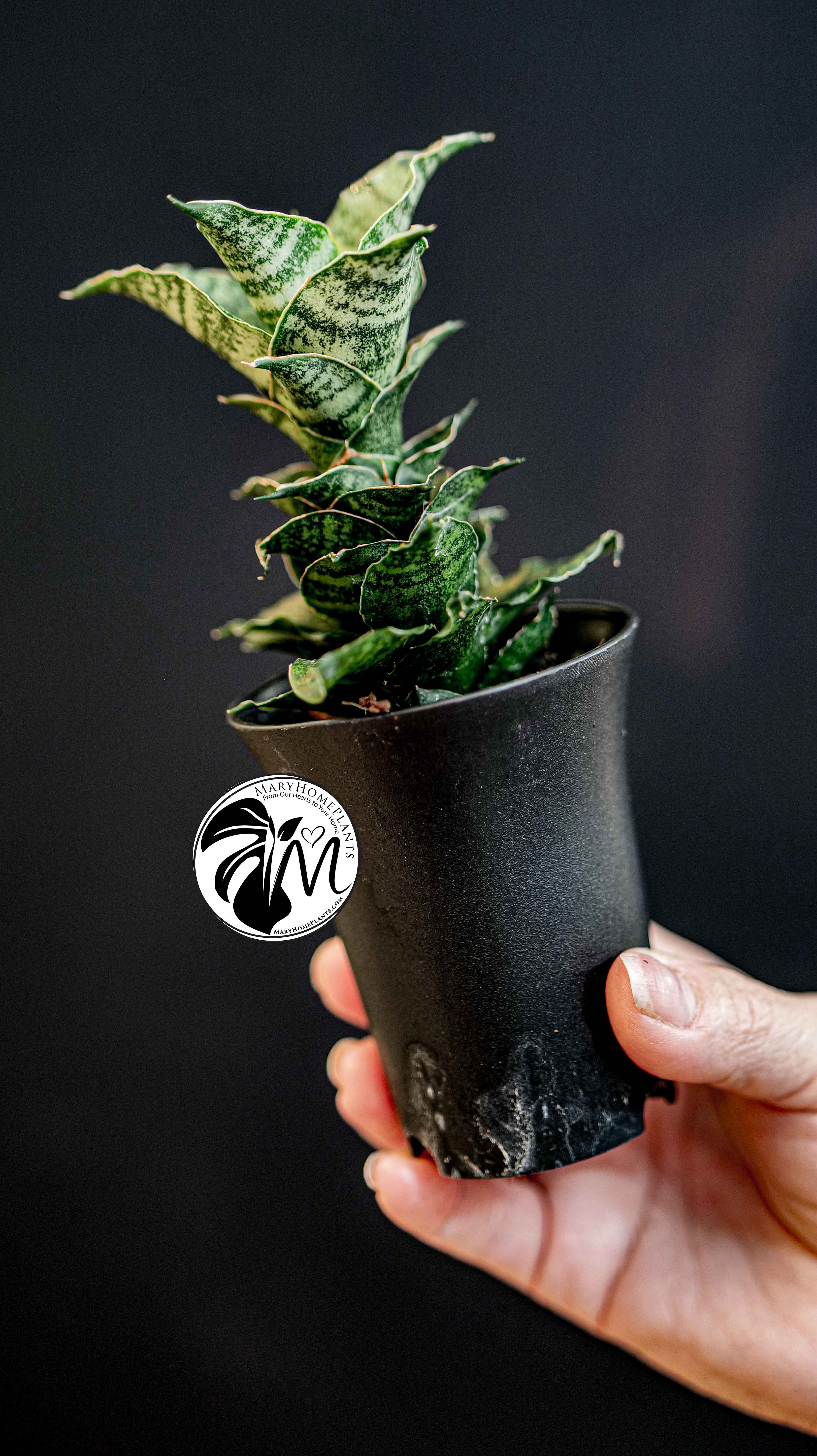 Sansevieria