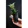 Sansevieria