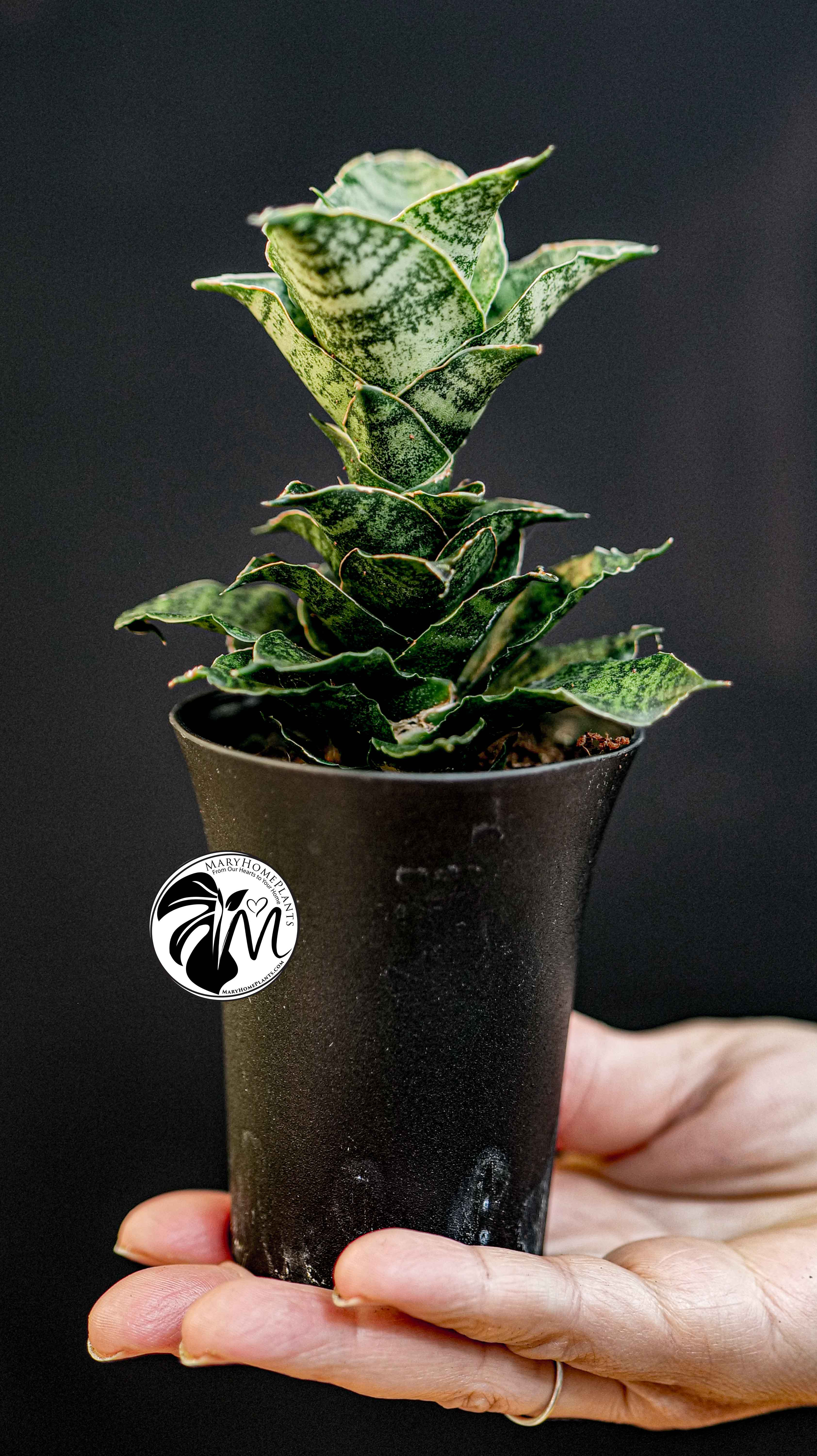 Sansevieria