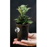 Sansevieria