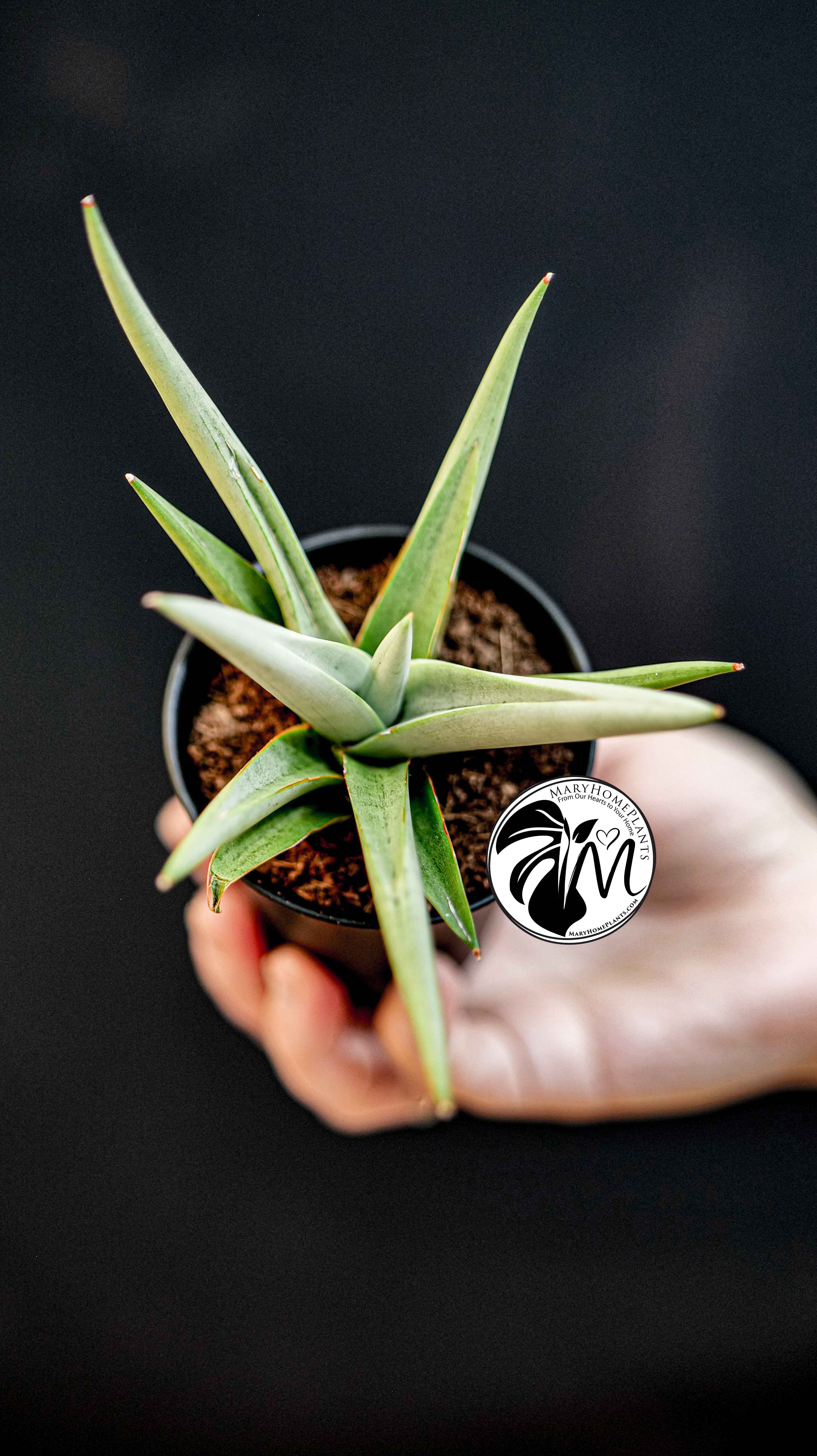 Sansevieria