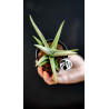 Sansevieria