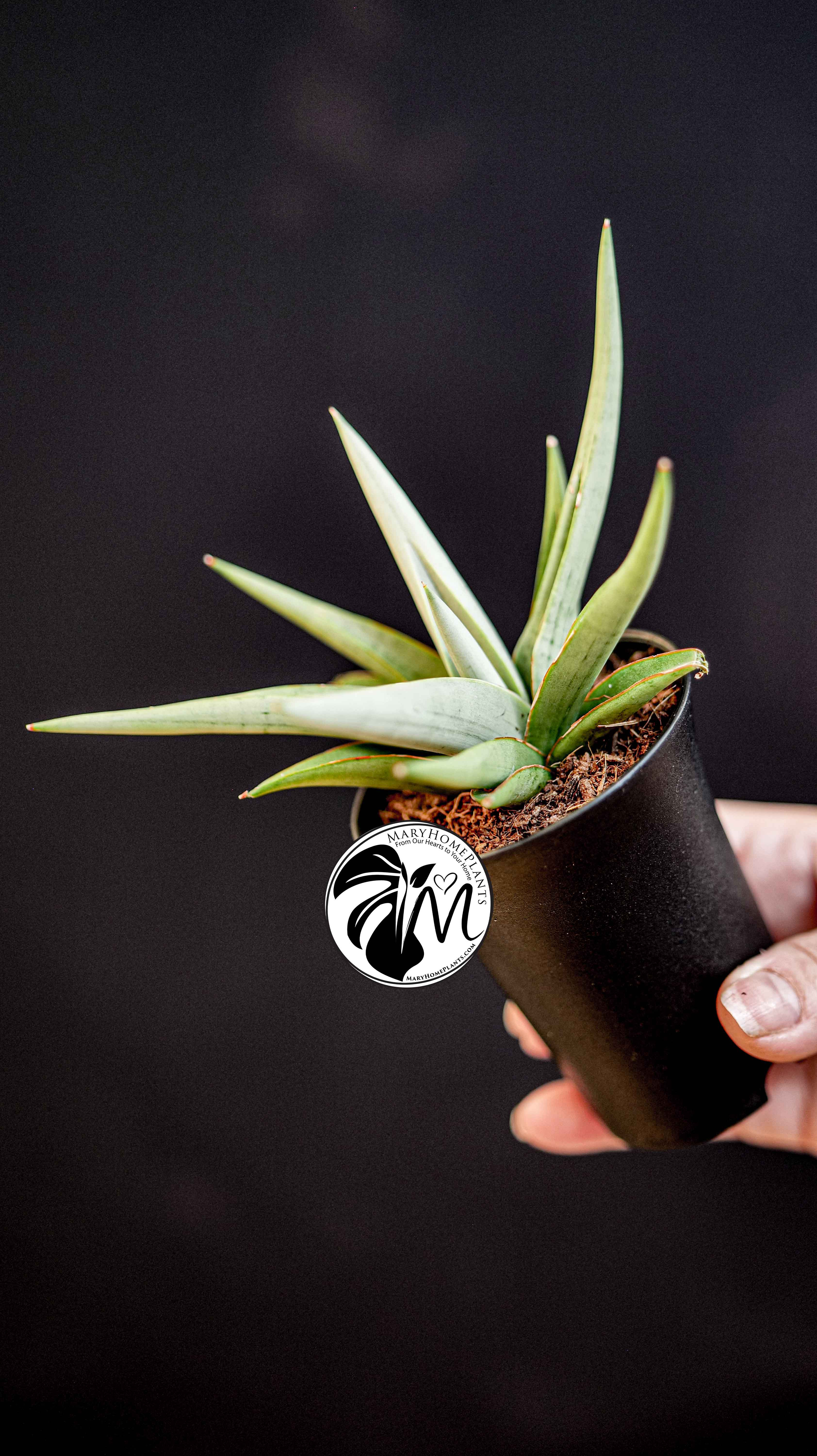 Sansevieria