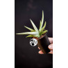 Sansevieria
