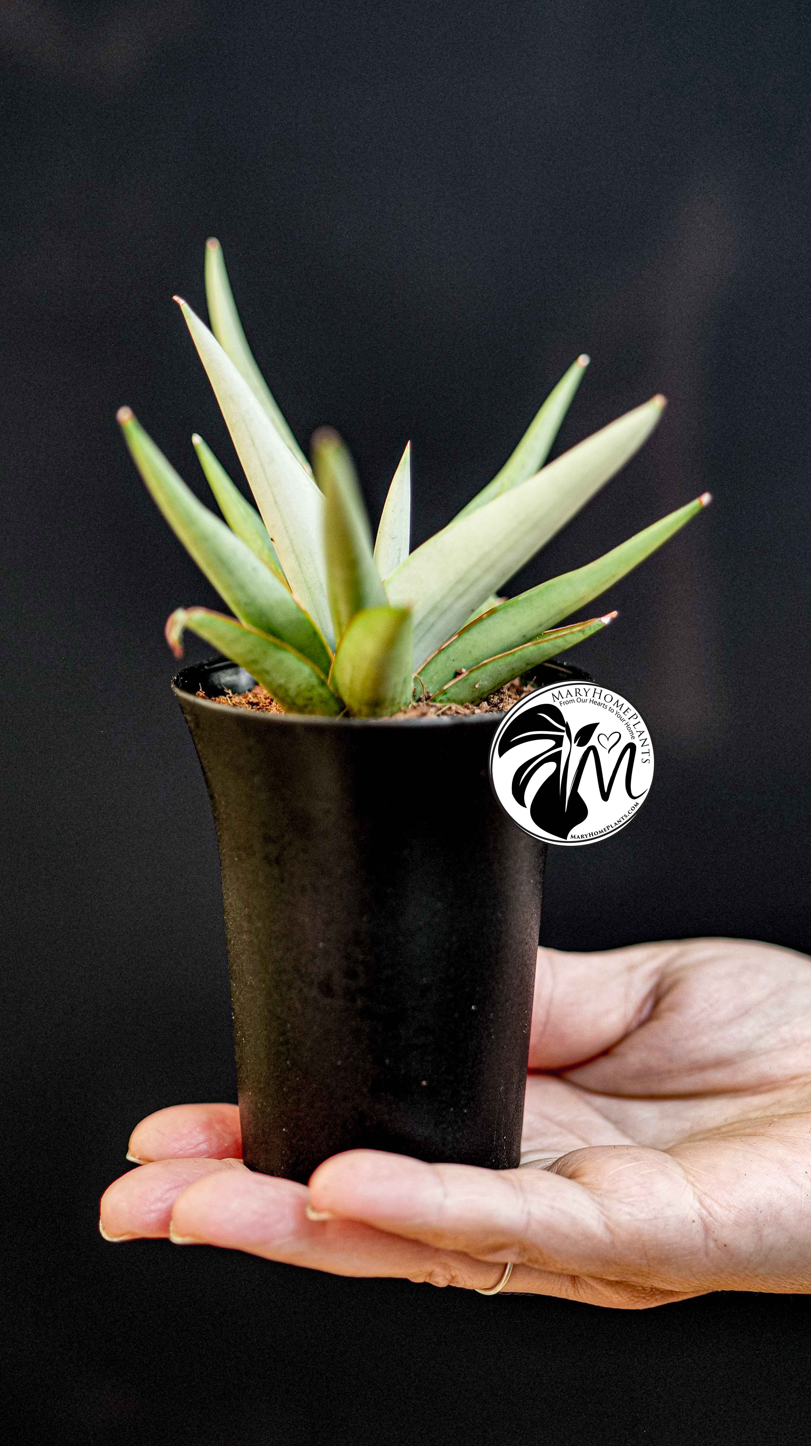 Sansevieria