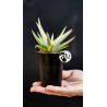 Sansevieria