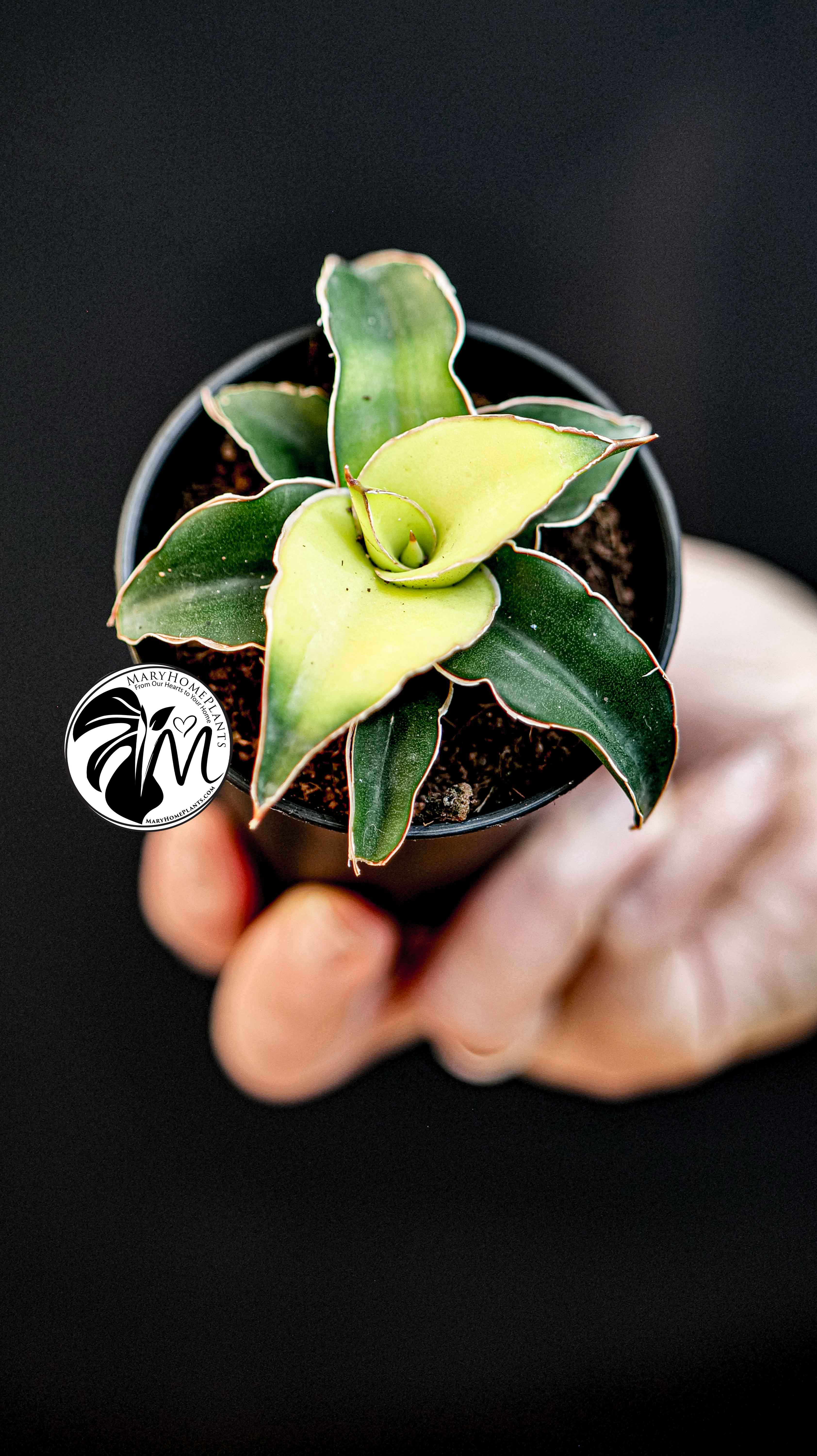 Sansevieria