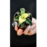 Sansevieria