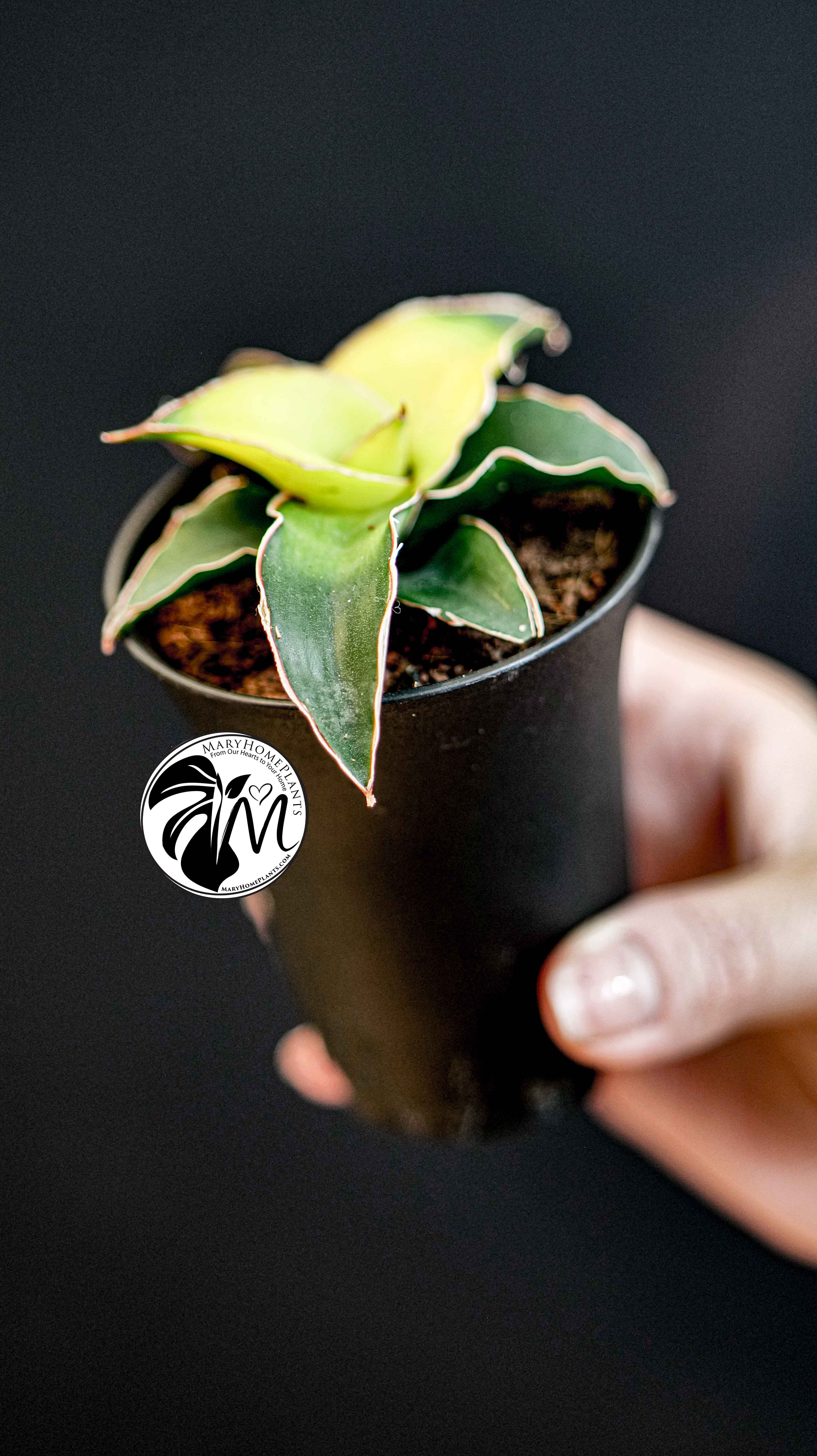 Sansevieria