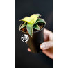 Sansevieria