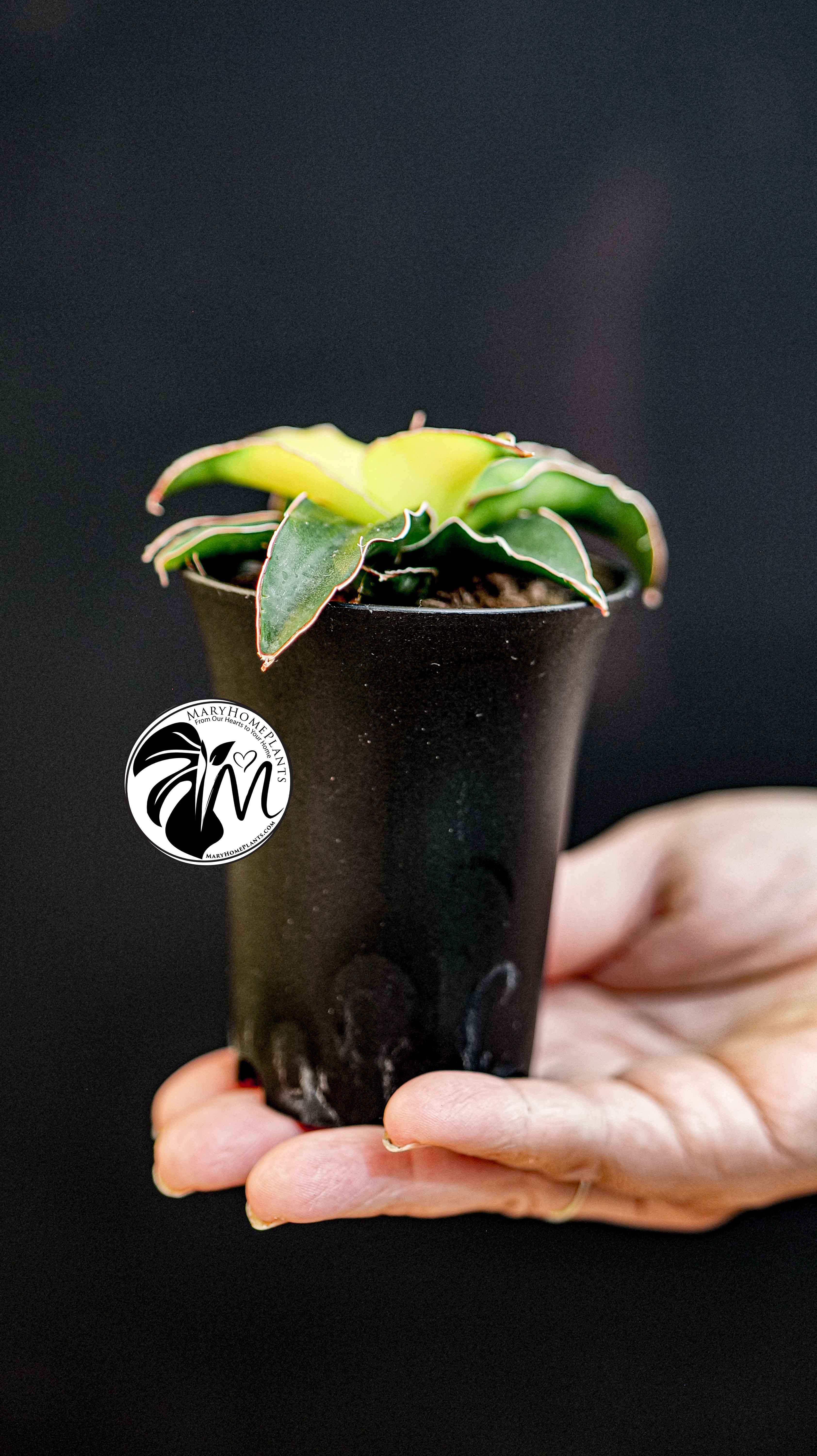 Sansevieria