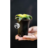 Sansevieria