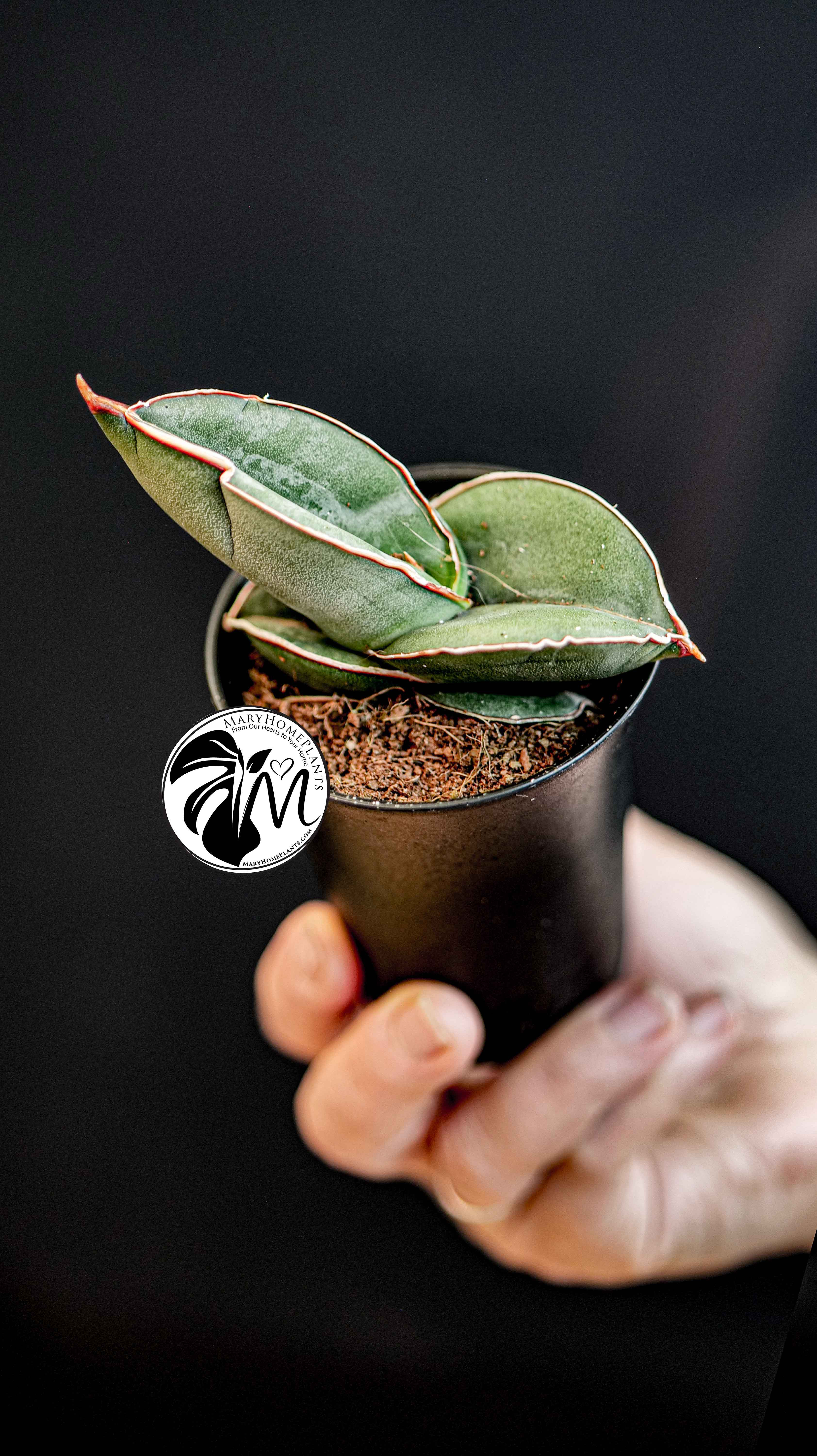 Sansevieria