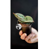 Sansevieria