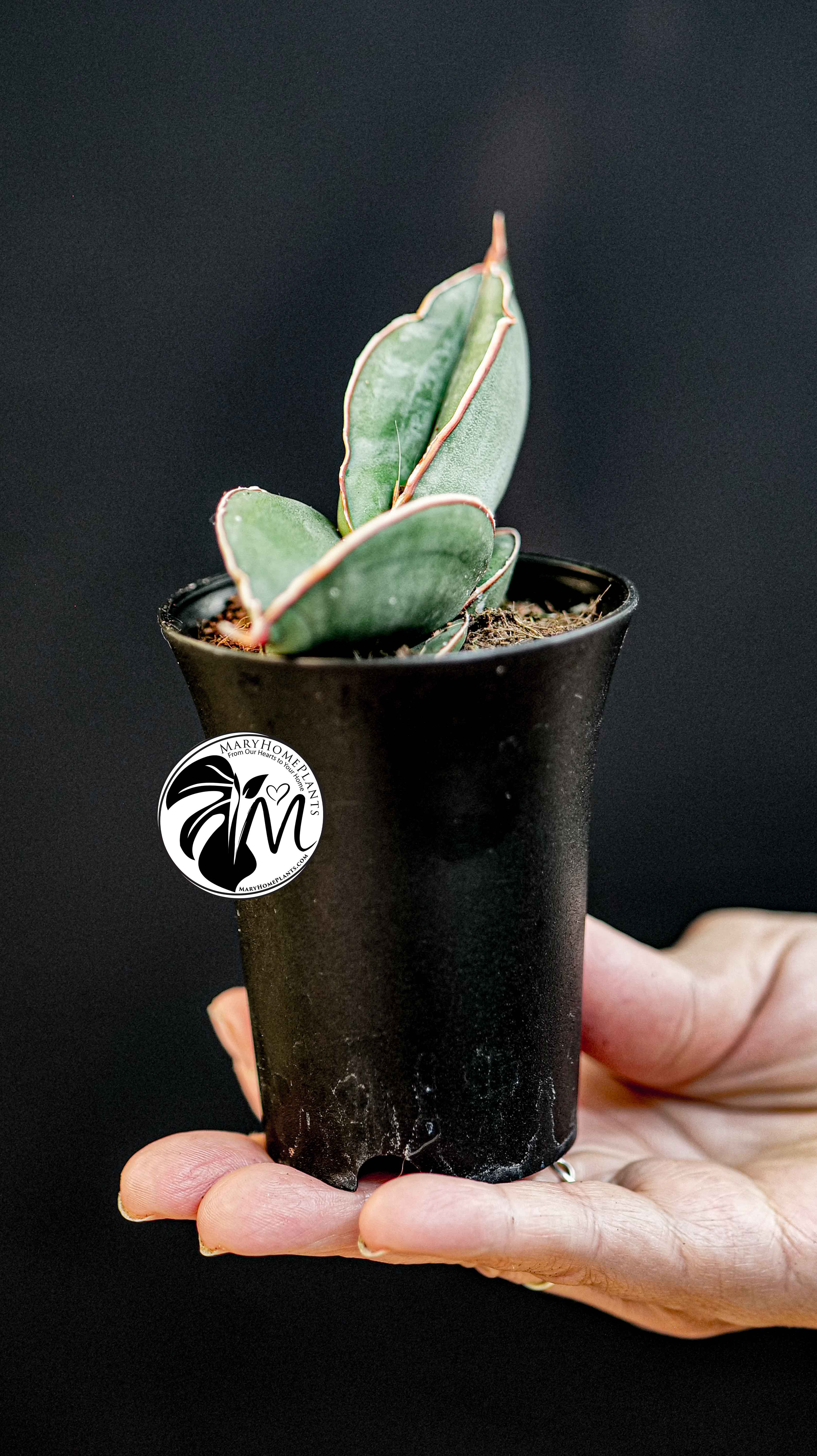 Sansevieria