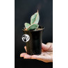 Sansevieria