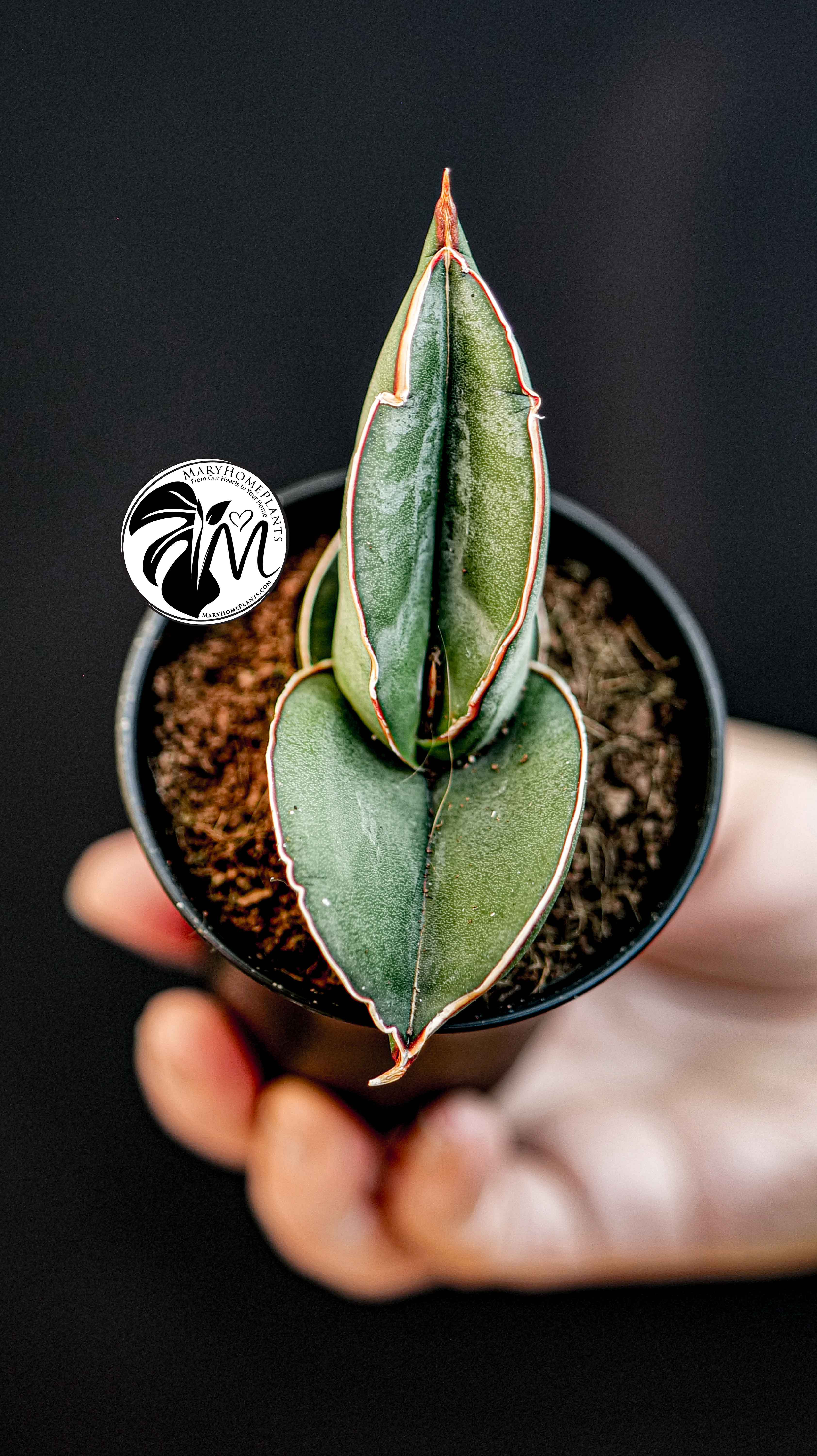 Sansevieria