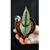 Sansevieria